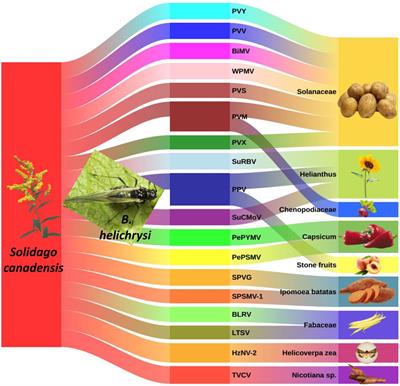 Associational susceptibility of crop plants caused by the invasive weed Canadian goldenrod, Solidago canadensis, via local aphid species